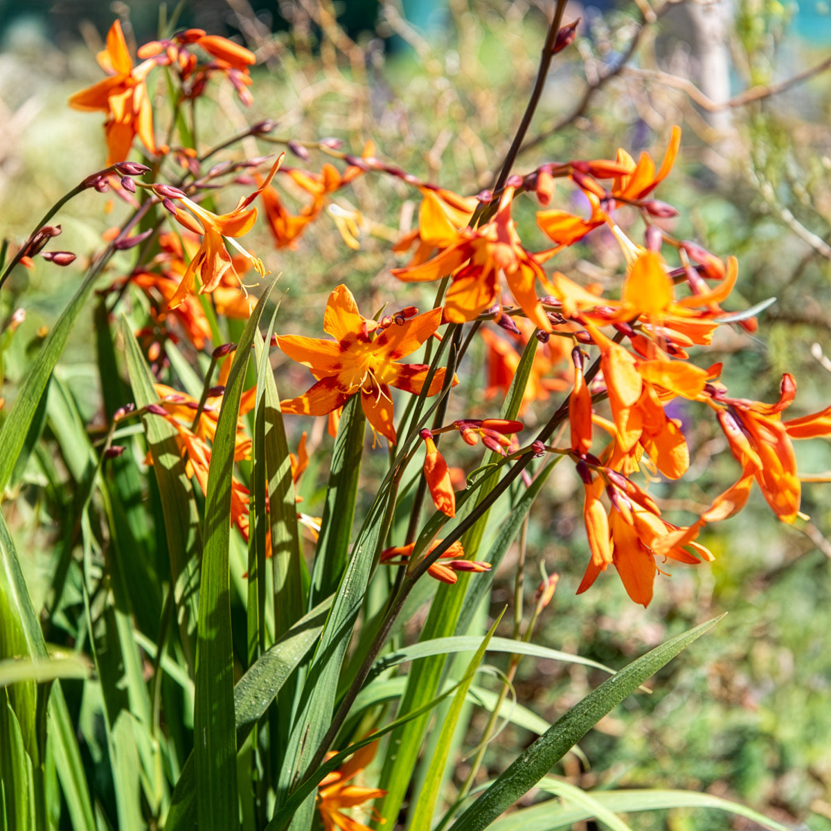 15 Crocosmias bicolores