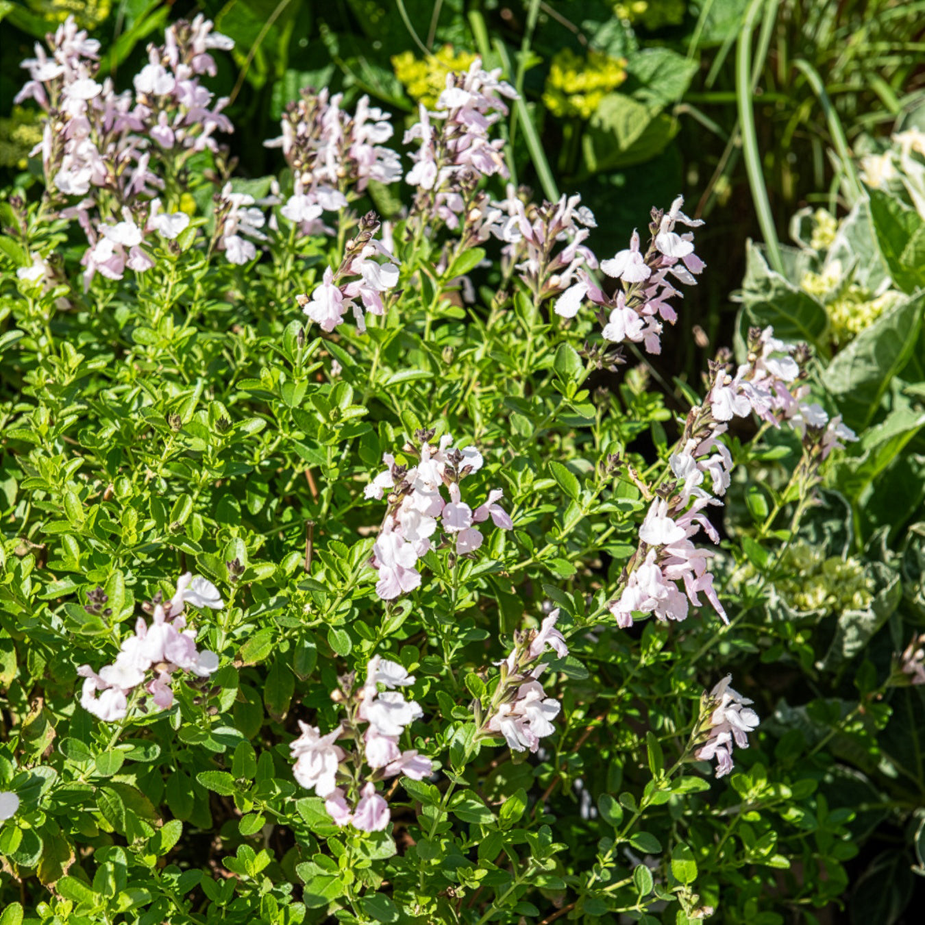 Sauge Magical ®Donau - Salvia jamensis Magical® Donau Kolmadon - Willemse