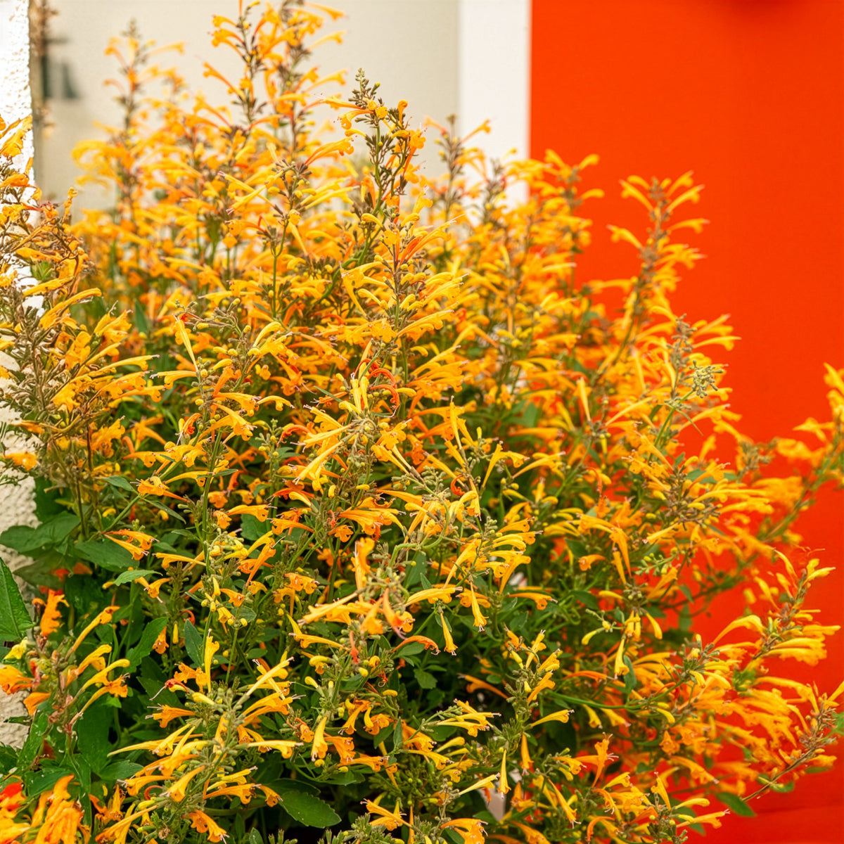 Agastache Kudos Mandarin - Agastache Kudos Mandarin - Willemse