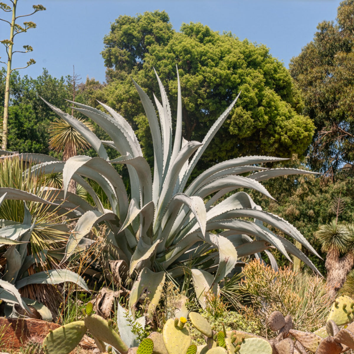 Agave d'Amérique - Willemse
