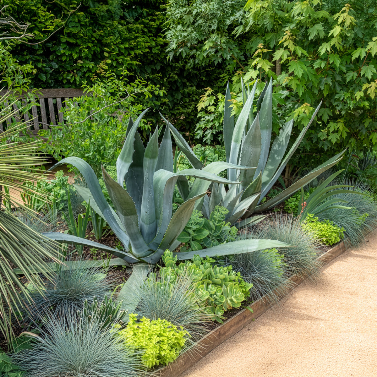 Agave d'Amérique en pot ou rocaille facile