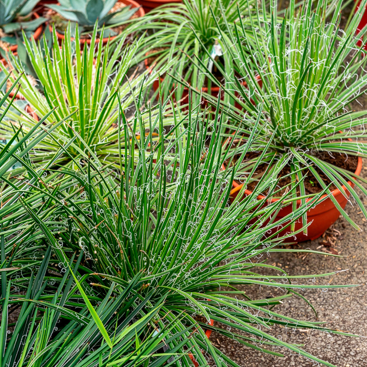 Agave Geminiflora - Agave Geminiflora - Willemse