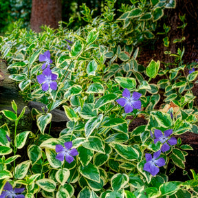 Grande pervenche panachée - Vinca major Variegata - Willemse