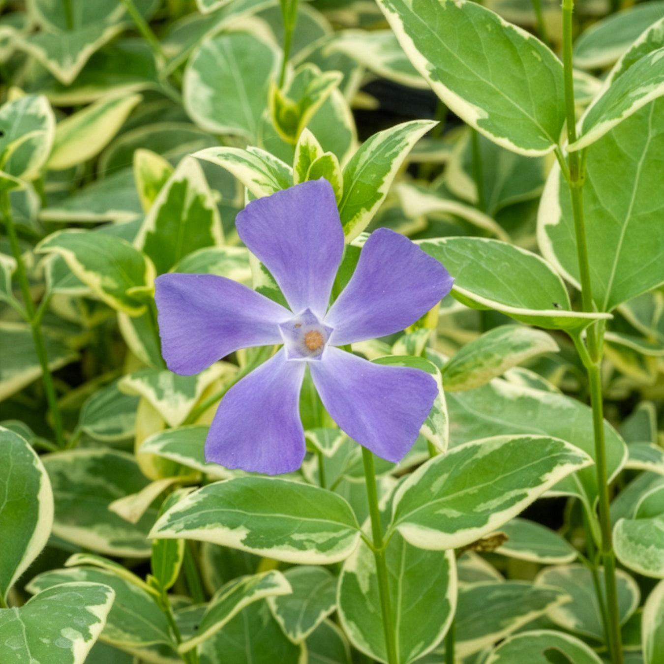 Vinca major Variegata - Grande pervenche panachée - Pervenche