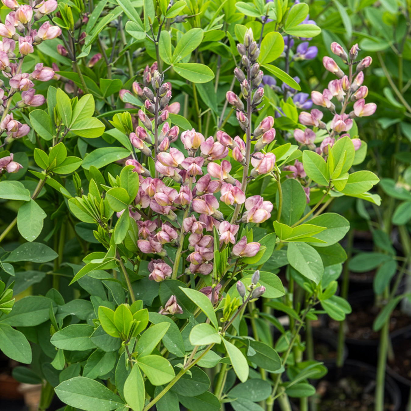 Lupin indigo Pink Truffles - Baptisia Pink Truffles - Willemse