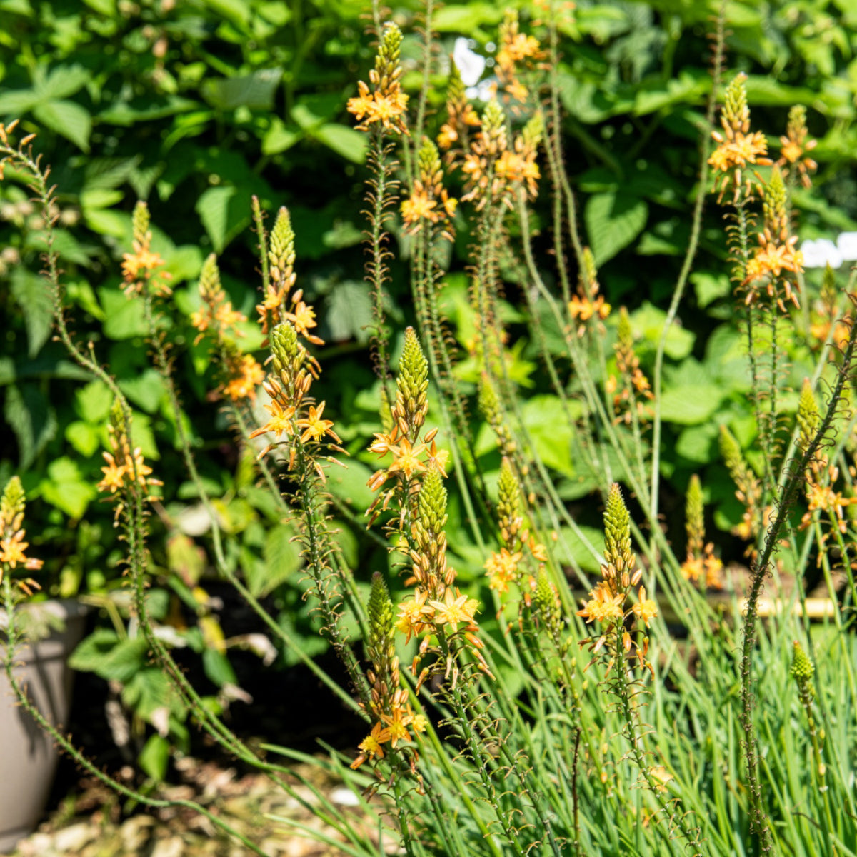 Bulbine Médicus ® - Bulbine frutescens Médicus ® - Willemse