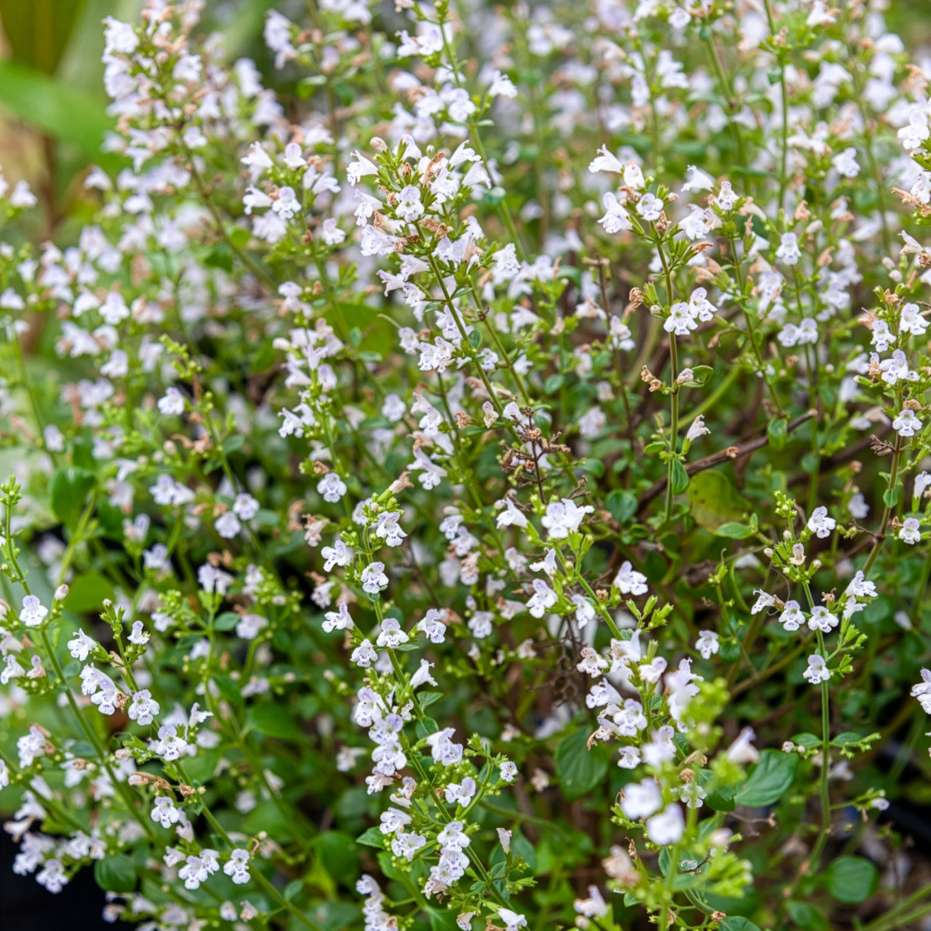 Calament Menthe - Willemse