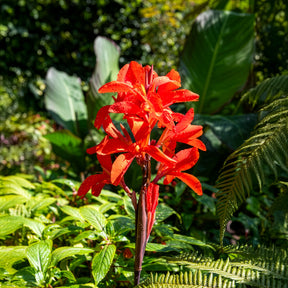 Canna Tropicanna - Willemse