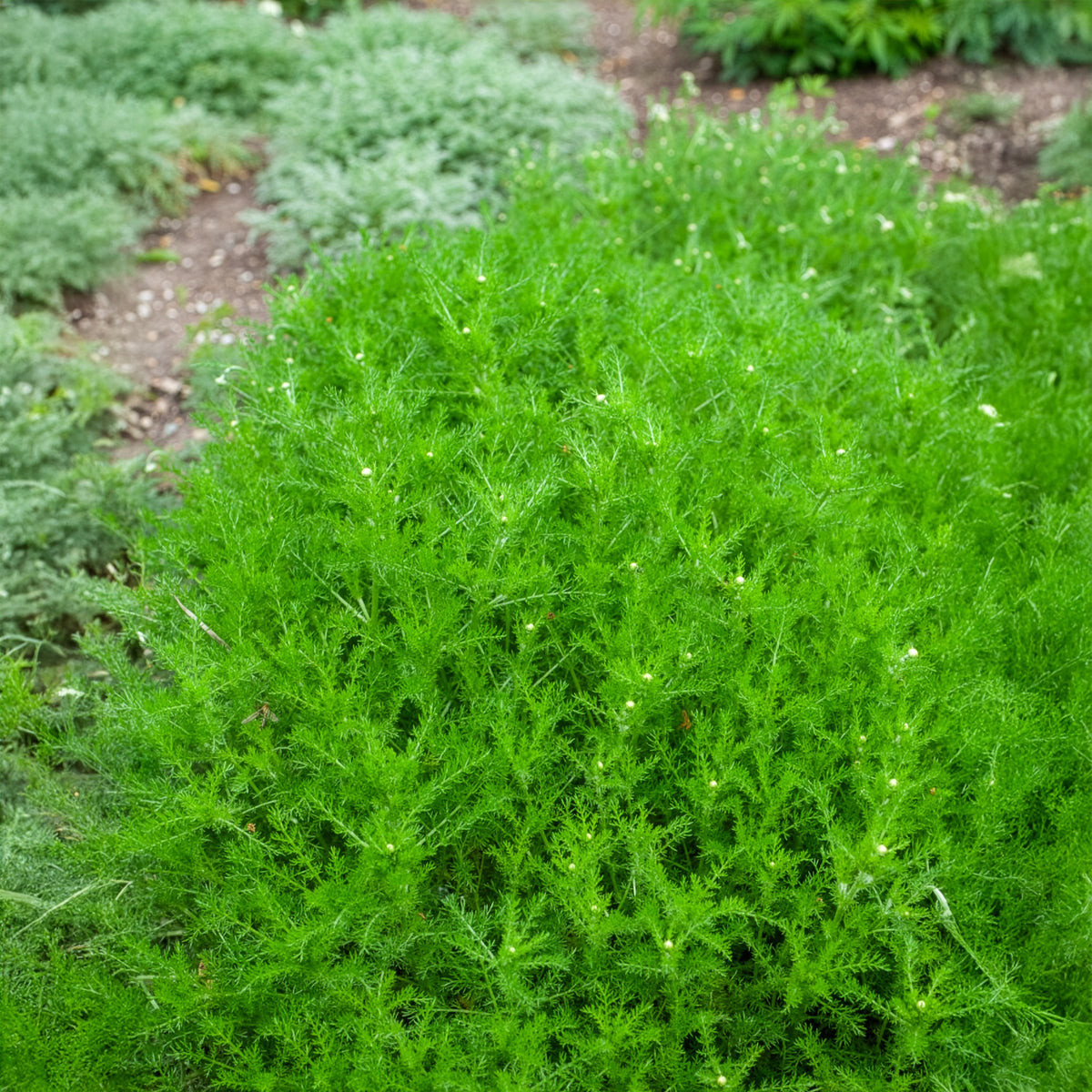 Camomille romaine - Chamaemelum nobile - Willemse