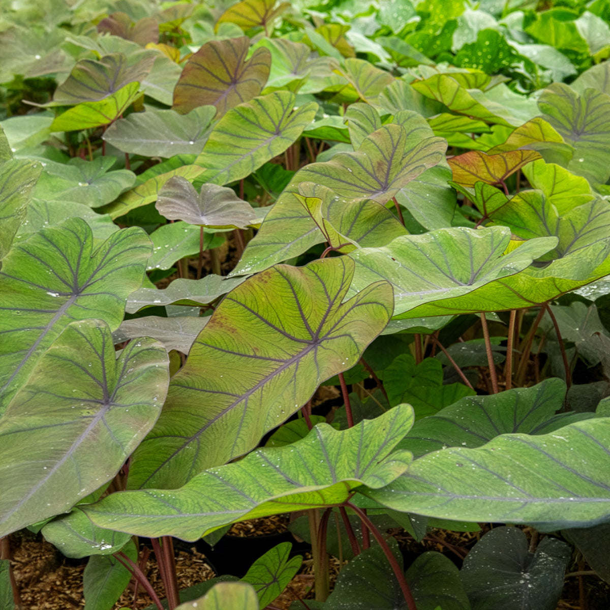 Colocasia Madeira - Oreille d'éléphant - Colocasia esculenta Madeira - Willemse