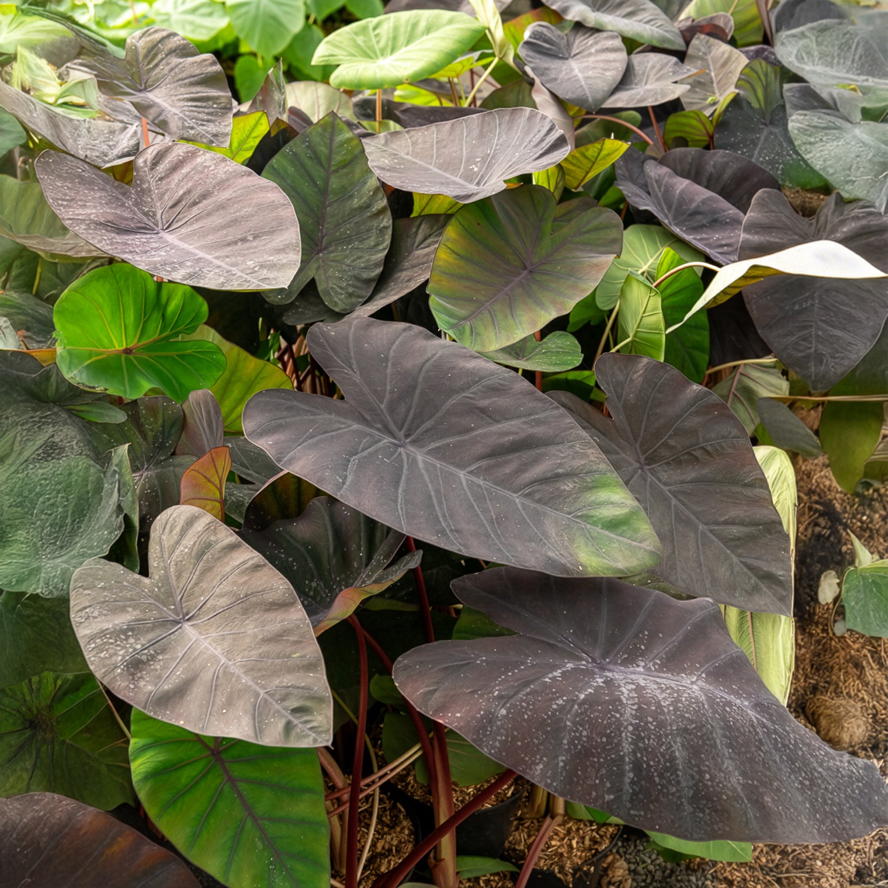 Colocasia esculenta Madeira - Colocasia Madeira - Oreille d'éléphant - Plantes de berges