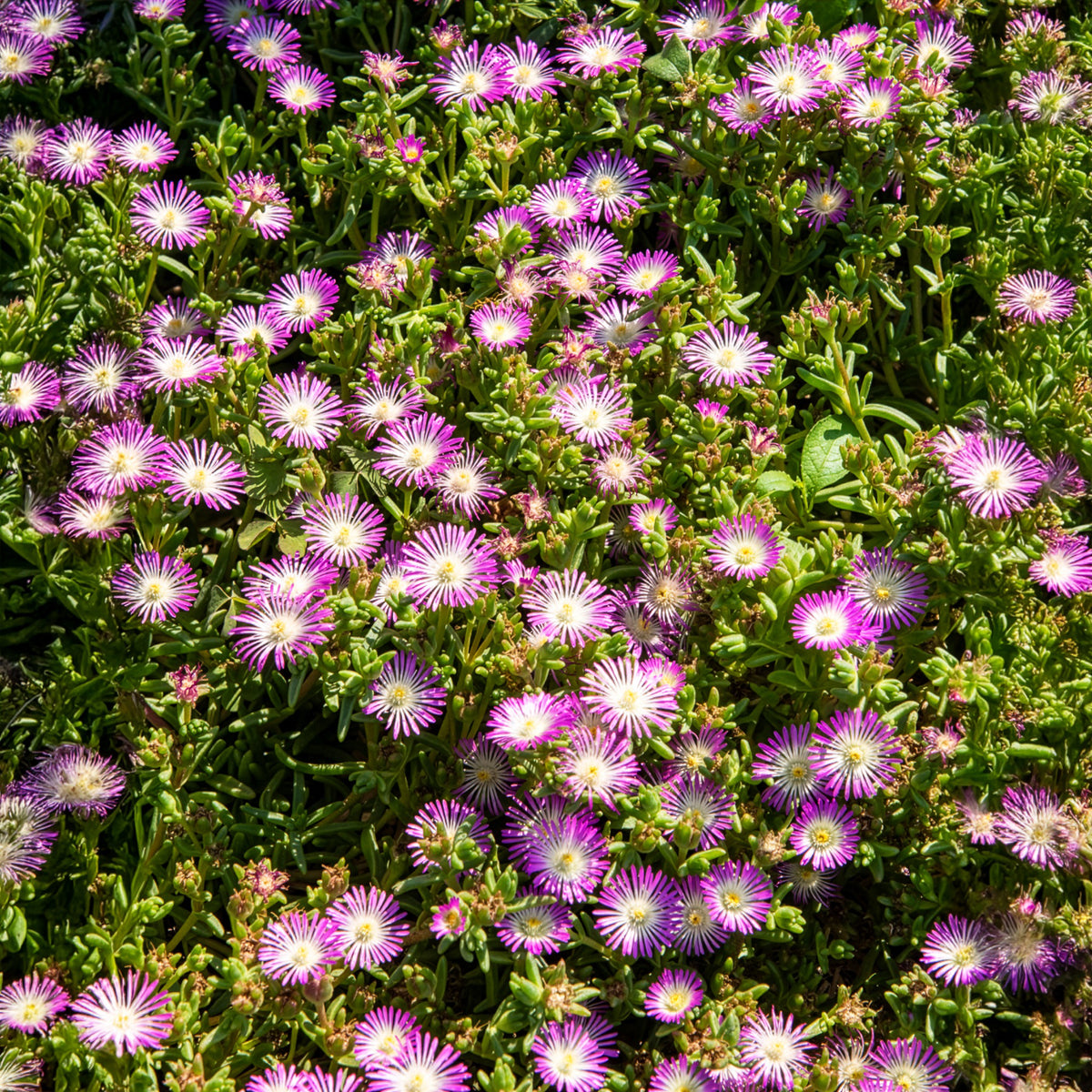 Delosperma Wheels of Wonder® Violet - Delosperma Wheels of Wonder® Violet - Willemse