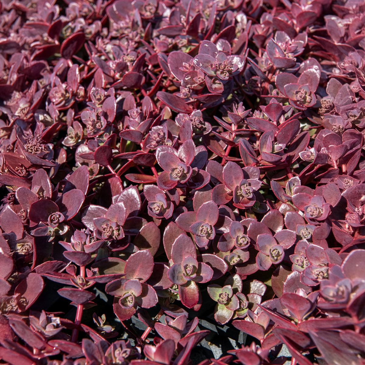 Sedum Sunsparkler® Firecracker - Willemse