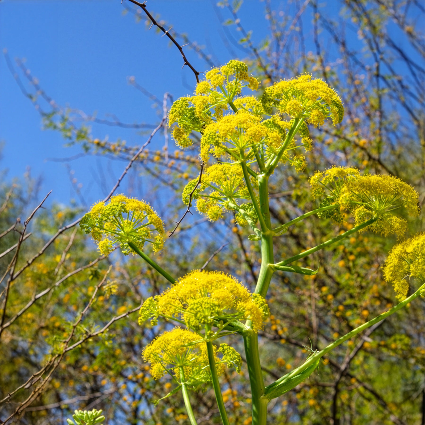 Vivaces sauvages - Férule commune - Ferula communis