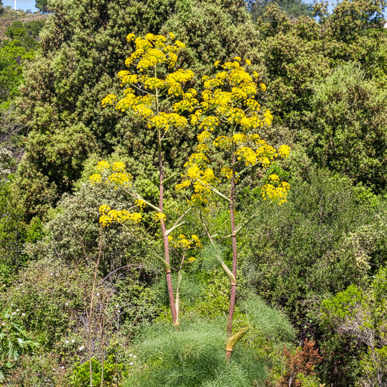 Vivaces sauvages - Férule commune - Ferula communis