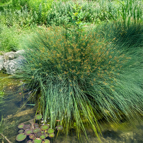 Jonc - Jonc épars - Juncus effusus