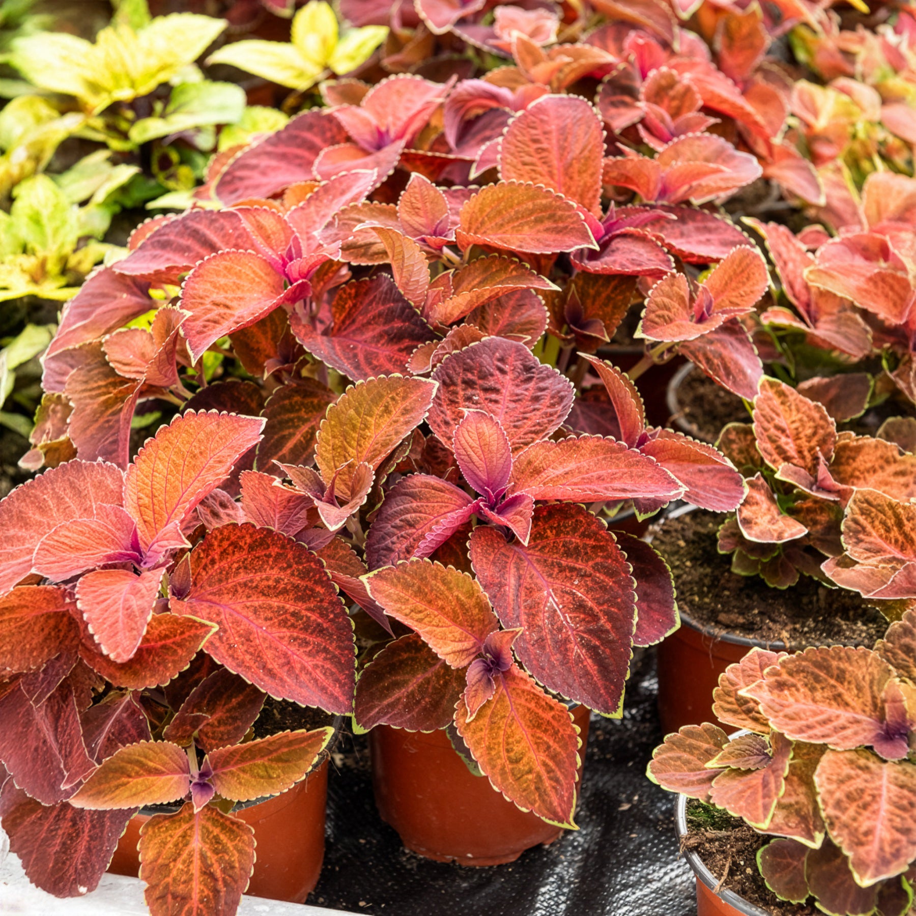 Coleus Wizard - Coleus Wizard - Willemse