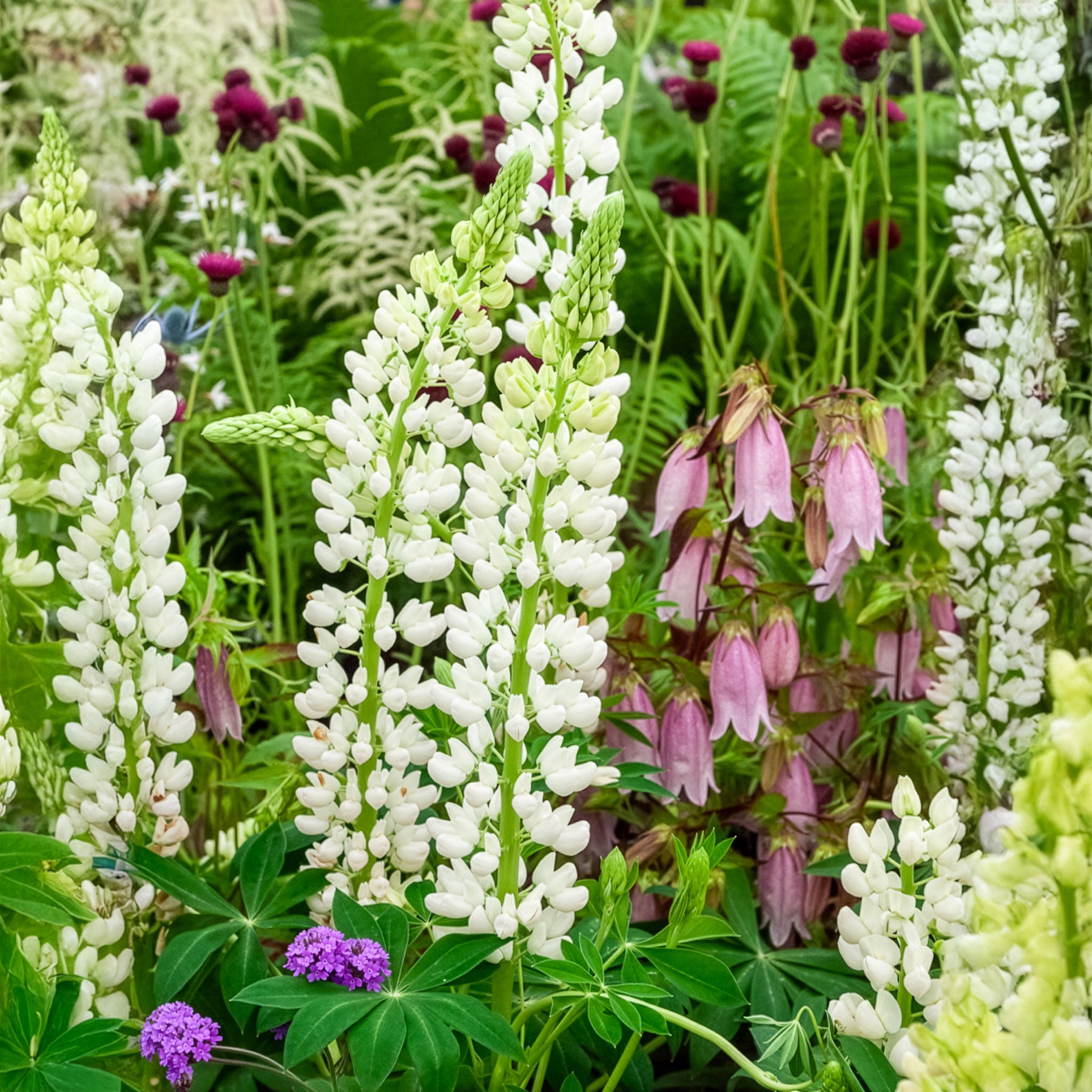 Lupin Noble Maiden - Lupinus Noble Maiden - Willemse