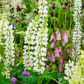 Lupin Noble Maiden - Lupinus Noble Maiden - Willemse