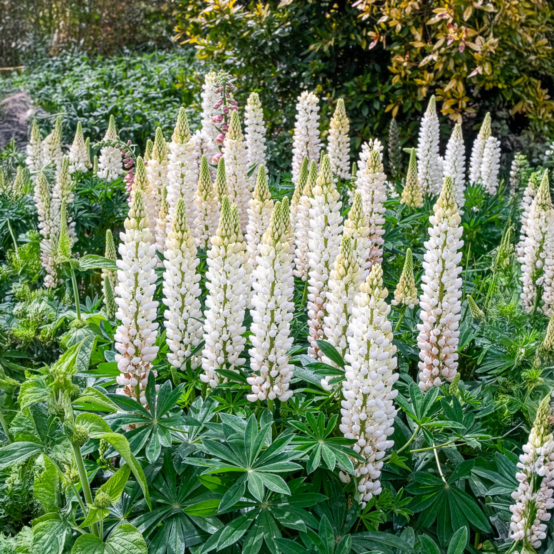 Lupinus Noble Maiden - Lupin Noble Maiden - Lupin