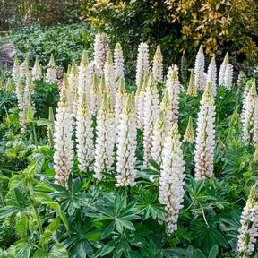 Lupinus Noble Maiden - Lupin Noble Maiden - Lupin