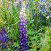 Lupin Persian Slipper - Willemse