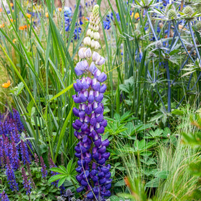 Lupin Persian Slipper - Willemse