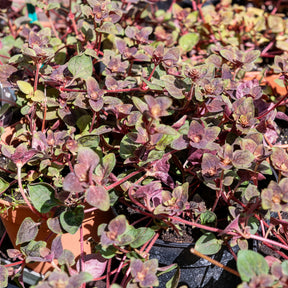 Lysimaque Persian Chocolate® - Willemse