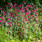 Coquelourde des jardins - Willemse