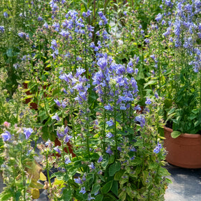 Lobelia - Grande Lobelia - Lobelia siphilitica