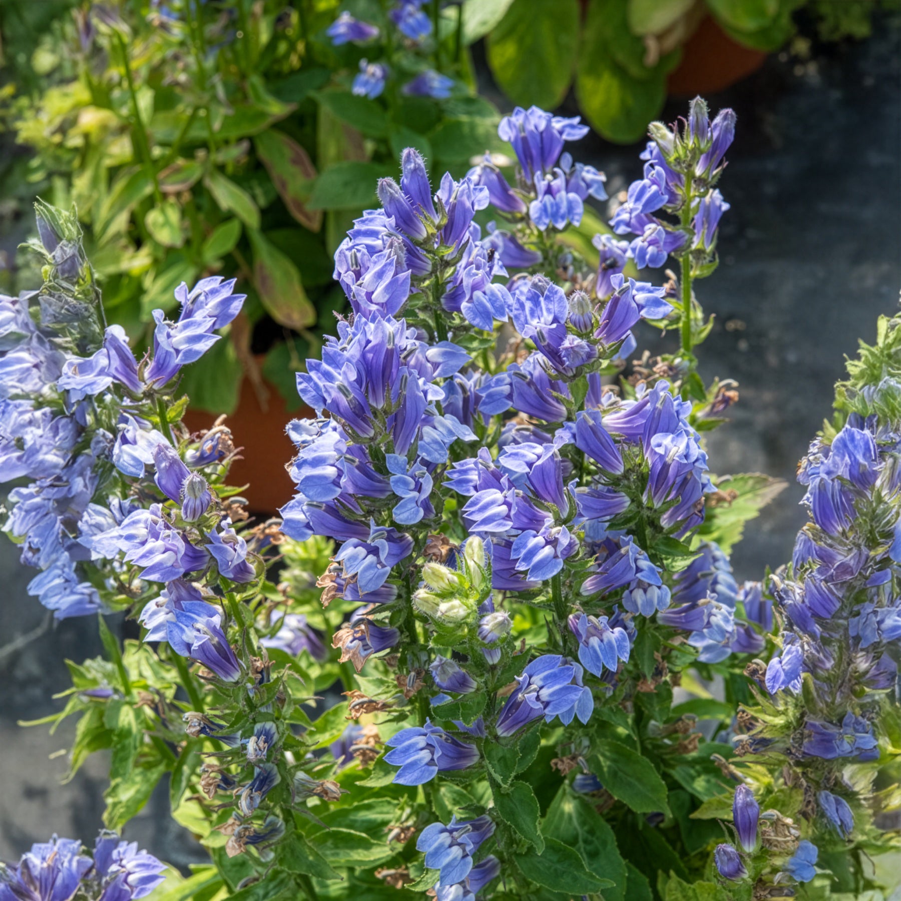 Grande Lobelia - Lobelia siphilitica - Willemse