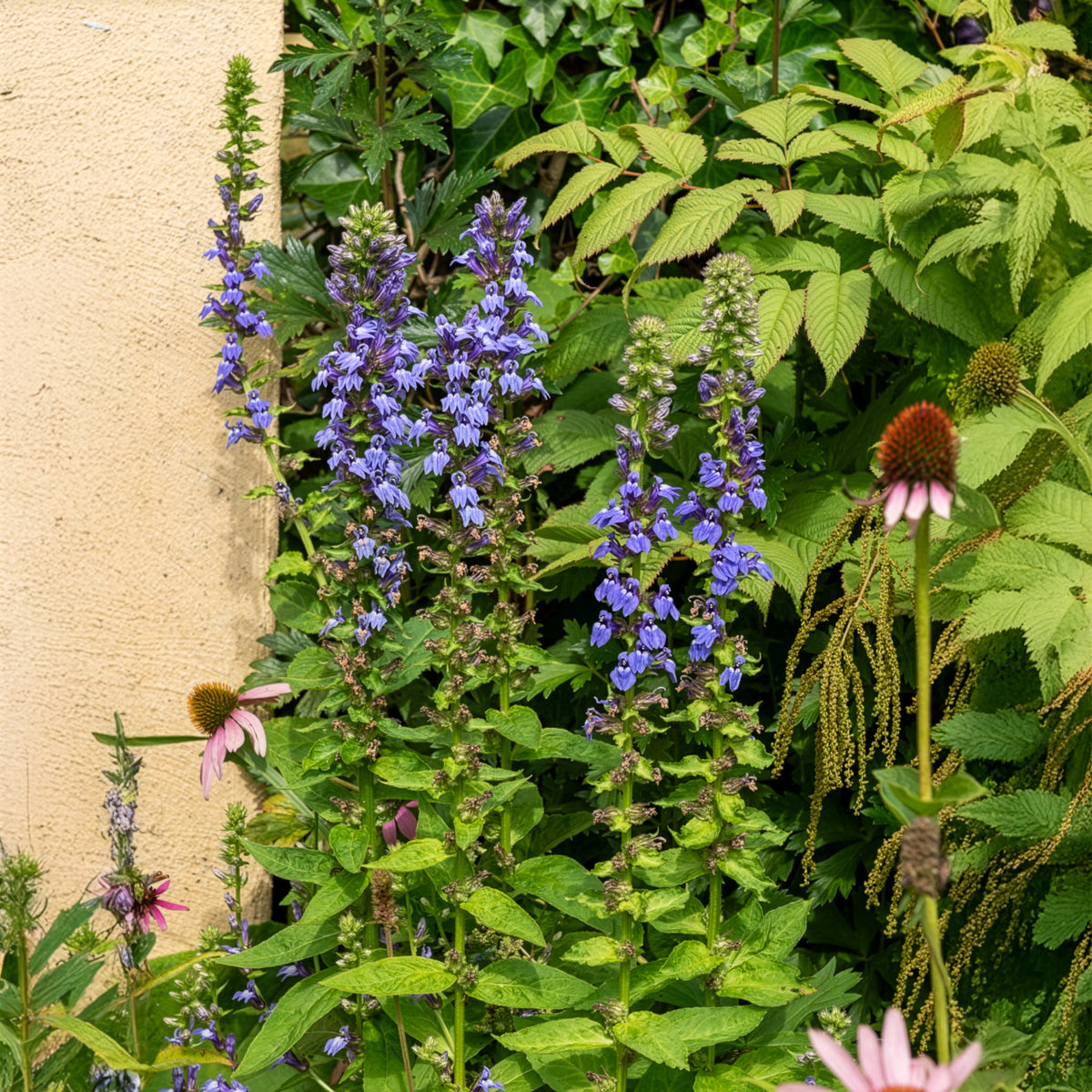 Grande Lobelia - Willemse
