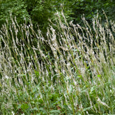 Renouée blanche - Persicaire - Willemse