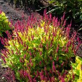 Renouée Golden Arrow - Persicaire - Willemse