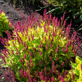 Renouée Golden Arrow - Persicaire - Willemse