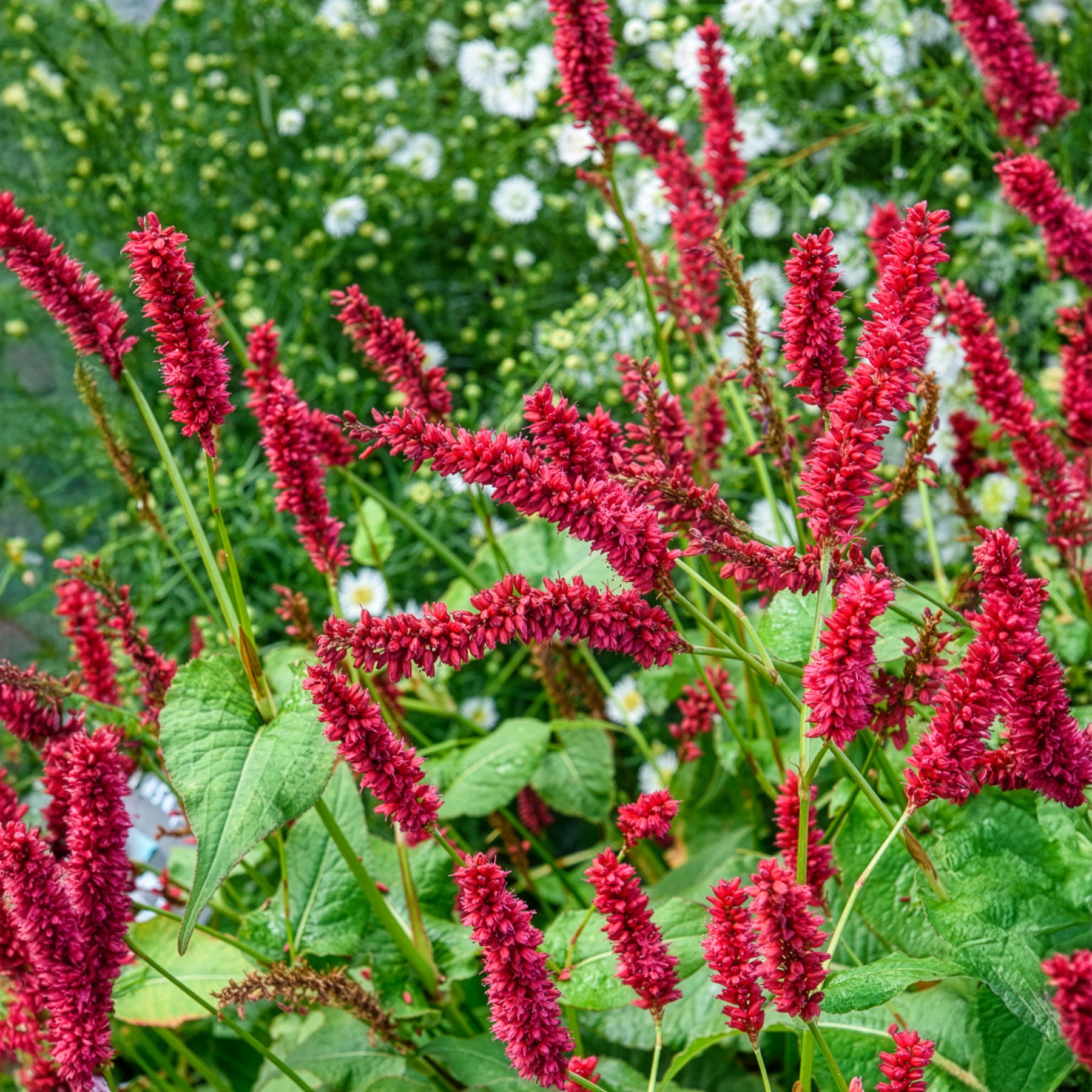 Vente Renouée Blackfield - Persicaire - Persicaria amplexicaulis Blackfield