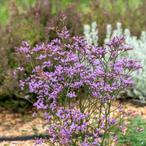 Statice vivace Dazzle Rocks - Limonium gmelinii Dazzle Rocks - Willemse