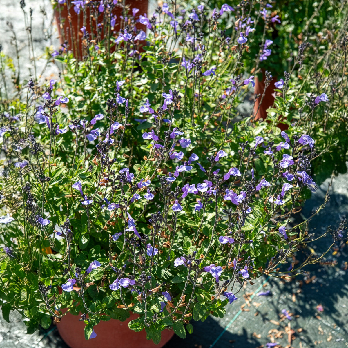 Sauge arbustive So Cool Pale Blue - Salvia microphylla So Cool Pale Blue - Willemse