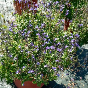 Sauge arbustive So Cool Pale Blue - Salvia microphylla So Cool Pale Blue - Willemse