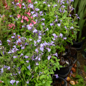 Salvia microphylla So Cool Pale Blue - Sauge arbustive So Cool Pale Blue - Sauges