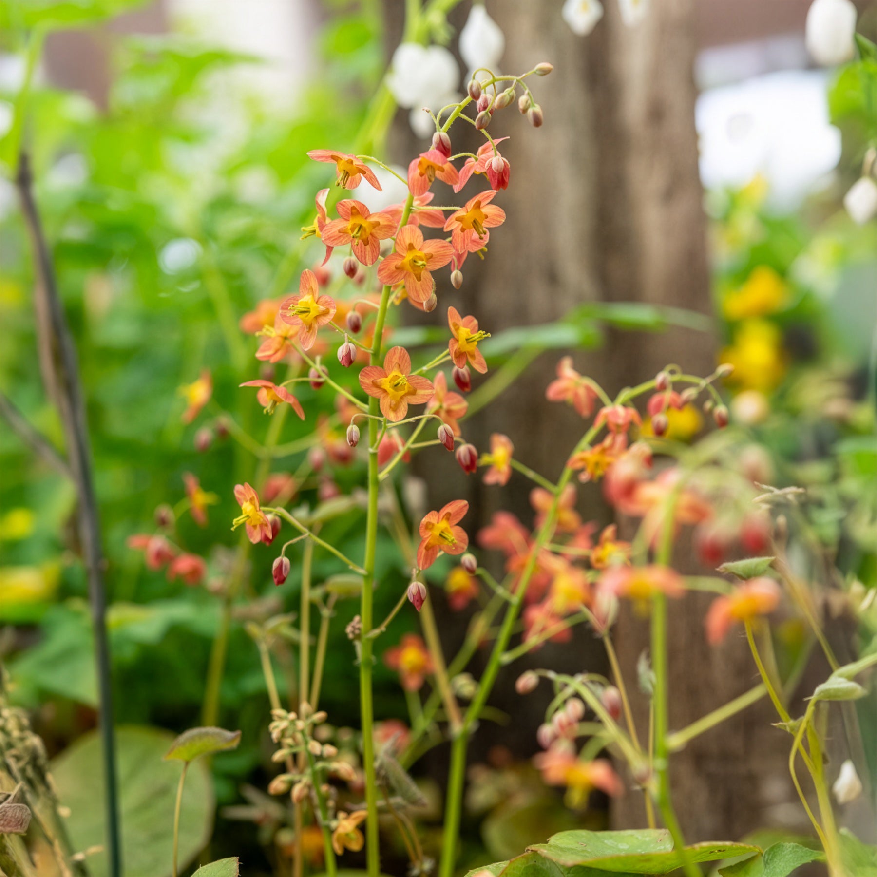 Epimedium warleyense - Epimedium warleyense - Epimedium