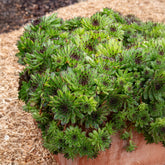 Joubarbe Chick Charms® Appletini - Sempervivum - Willemse