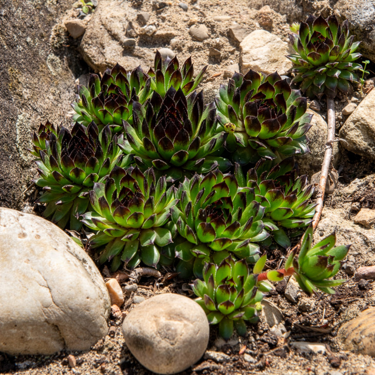 Joubarbe Chick Charms® Appletini - Sempervivum - Sempervivum Chick Charms® Appletini - Willemse