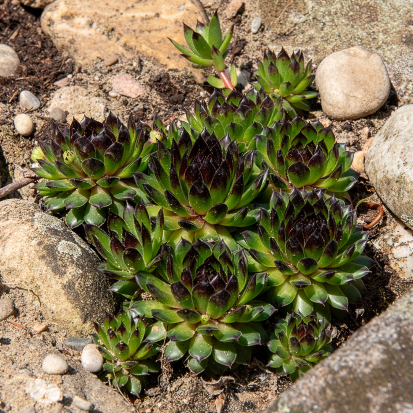 Sempervivum Chick Charms® Appletini - Joubarbe Chick Charms® Appletini - Sempervivum - Joubarbe - Sempervivum