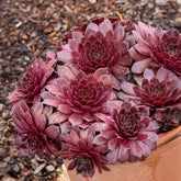 Joubarbe Chick Charms® Chocolate Kiss - Sempervivum - Willemse
