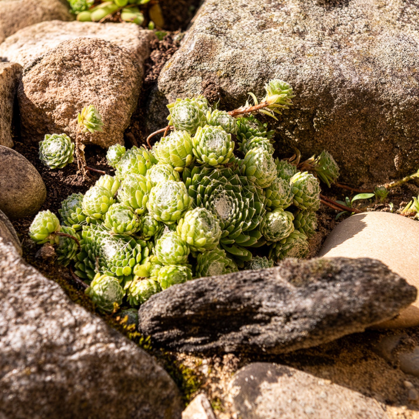Joubarbe Chick Charms® Arctic white - Sempervivum - Sempervivum Chick Charms® Arctic white - Willemse