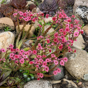 Joubarbe - Sempervivum - Joubarbe Chick Charms® Arctic white - Sempervivum - Sempervivum Chick Charms® Arctic white
