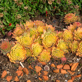Joubarbe Chick Charms® Gold Nugget - Sempervivum - Sempervivum Chick Charms® Gold Nugget - Willemse