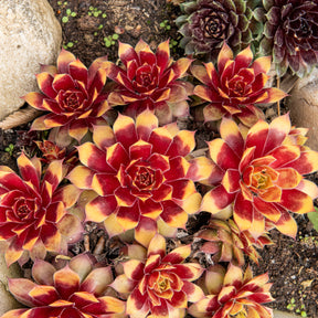 Sempervivum Chick Charms® Gold Nugget - Joubarbe Chick Charms® Gold Nugget - Sempervivum - Joubarbe - Sempervivum