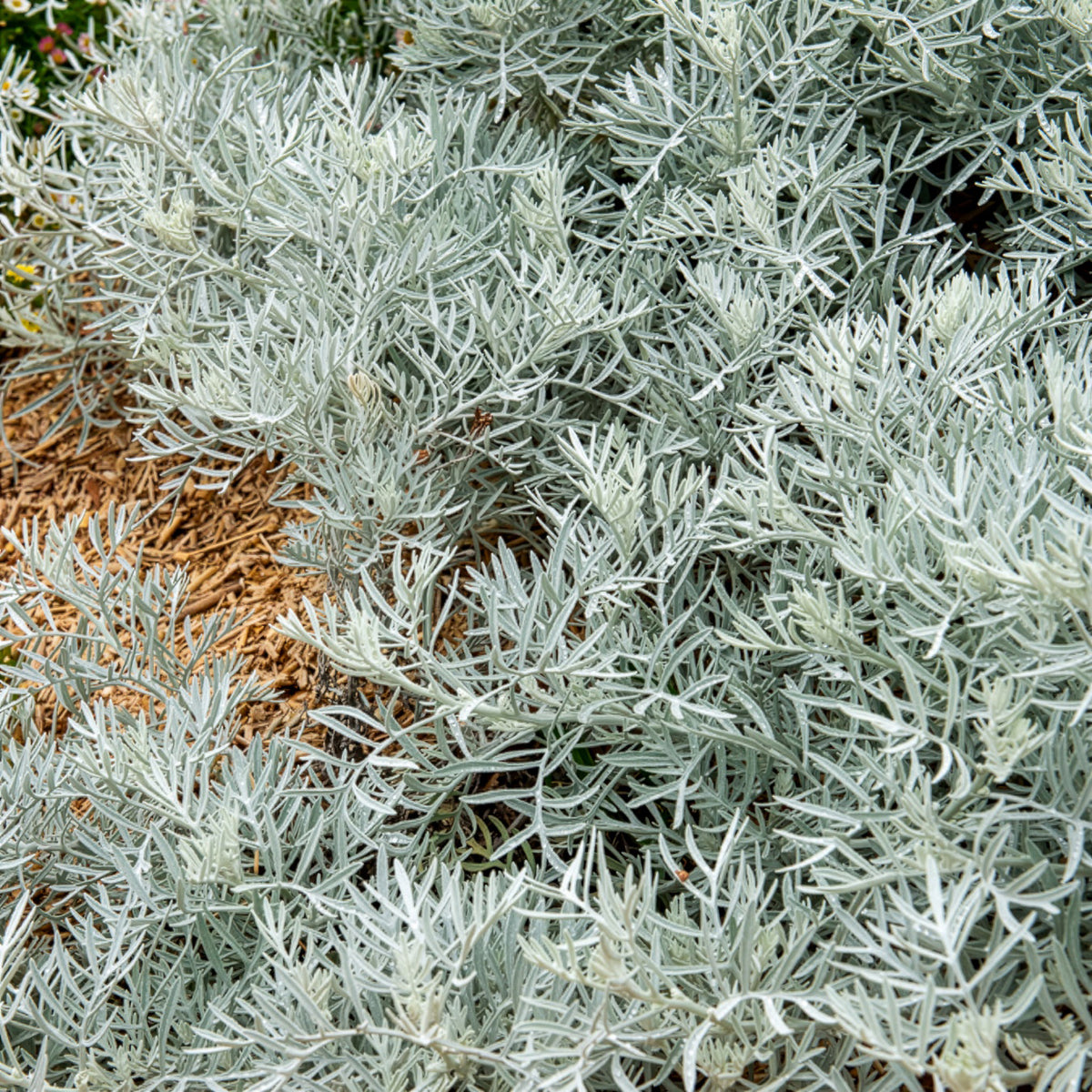 Seneçon argenté - Senecio viravira - Willemse